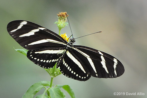 Nymphalidae Heliconius charithonia Zebra Longwing State butterfly of Florida Asteraceae Bidens pilosa Shepherds Needles verified accepted BAMONA Monticello Florida